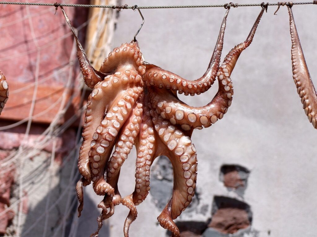 octopus image