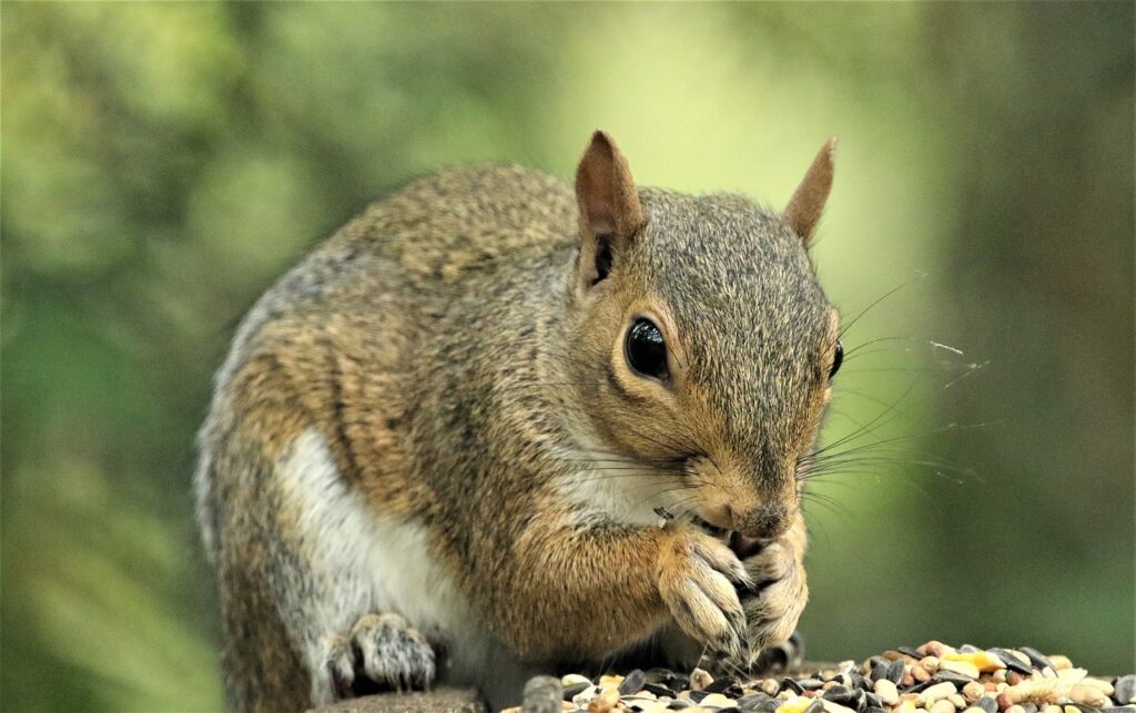 The squirrel eats seeds.