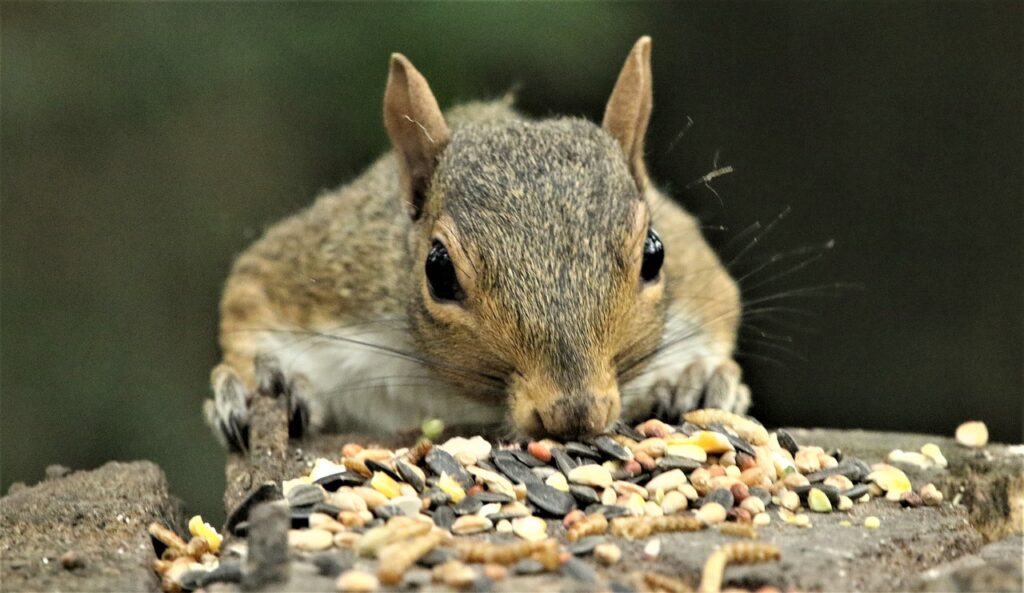 The squirrel eats delicious seeds.