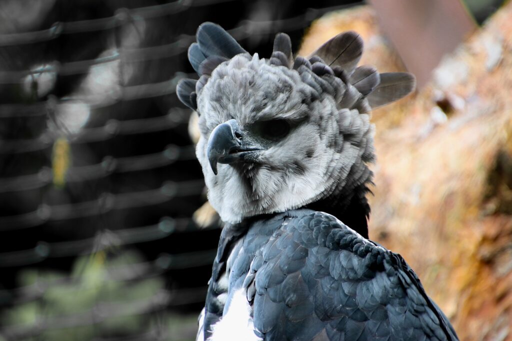 the harpy eagle