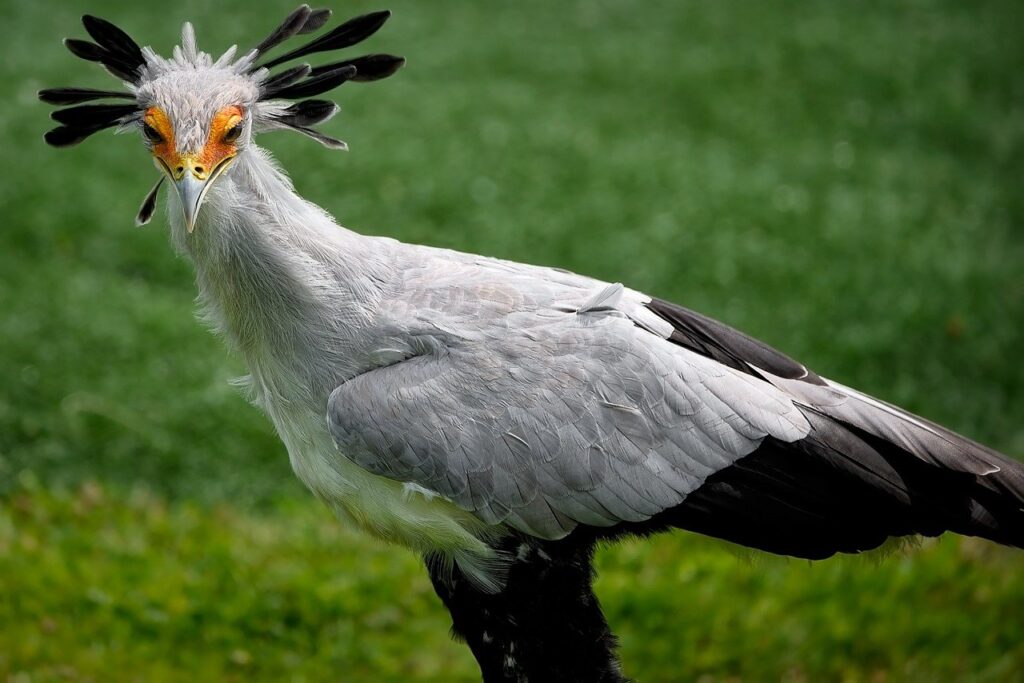 the secretary bird