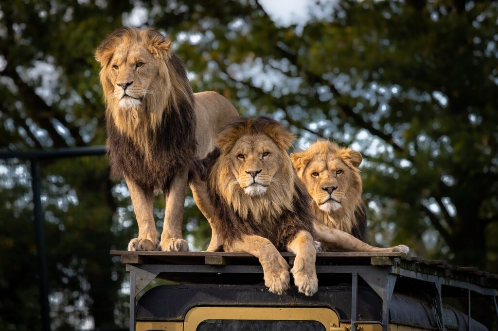 Three lions sitting on the roof of an animal enclosure