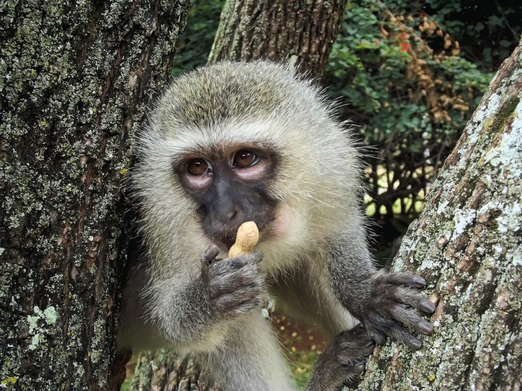 Hanuman monkey sitting on a tree and holding food in his hand