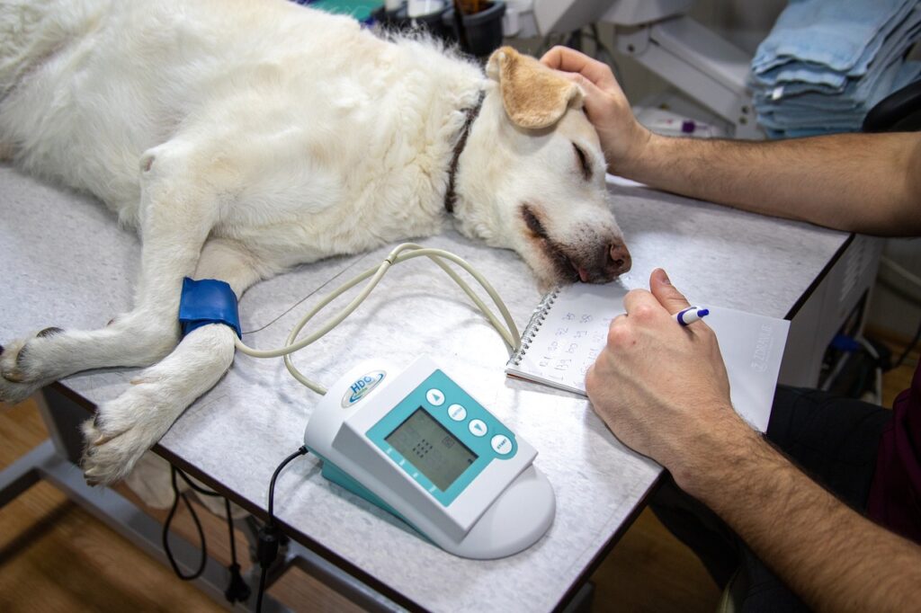 Veterinarian measuring a dog's pulse during a check-up