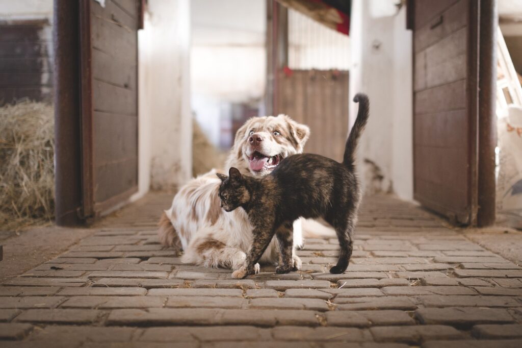 large white dog playing with dark brown cat