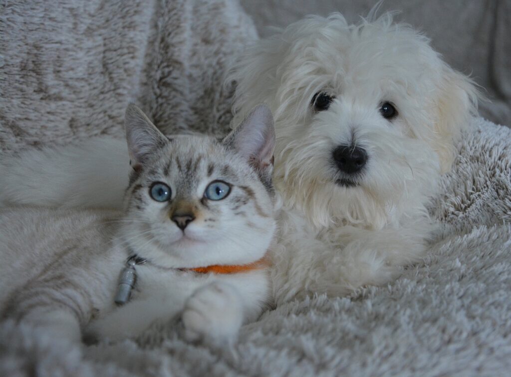 small and cute white dog and cat