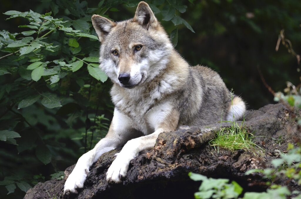 A wolf in the forest sits in the grass