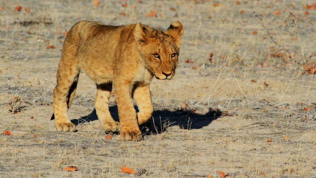 a young lion walks down the savannah
