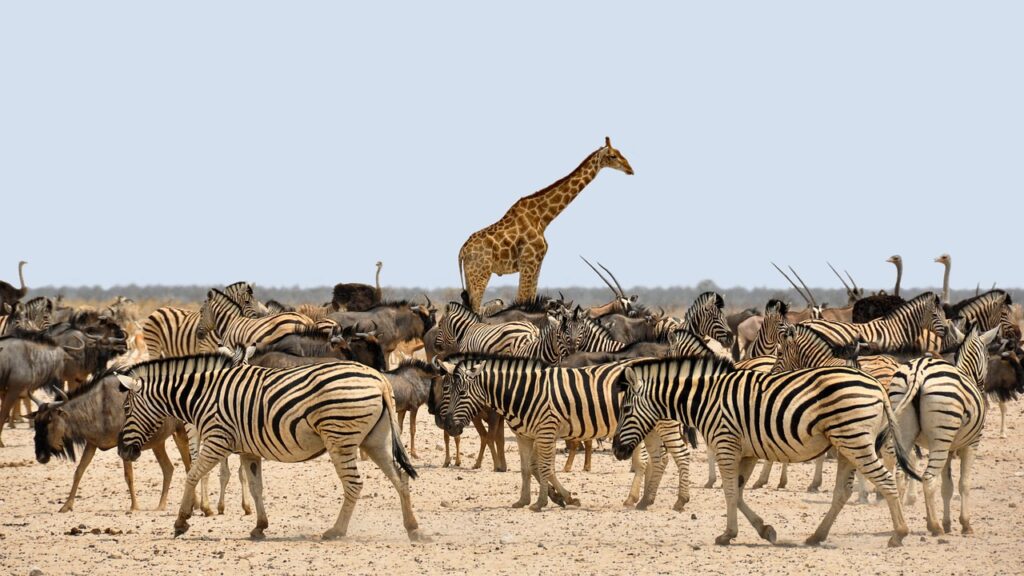 a giraffe stands among a herd of zebras