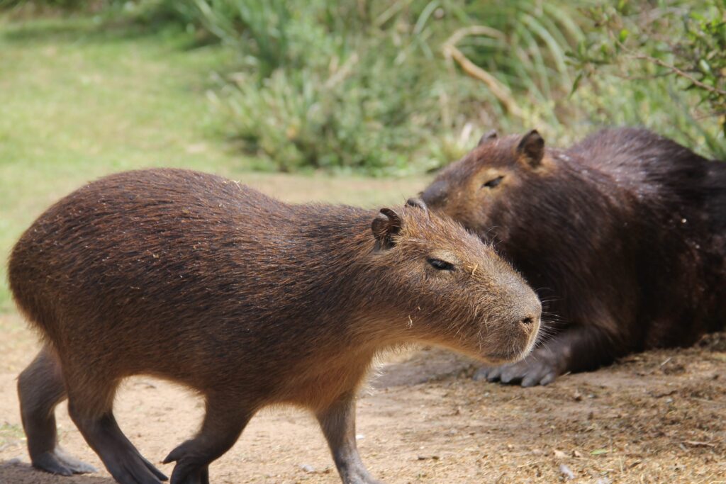 closeup capybaras 1