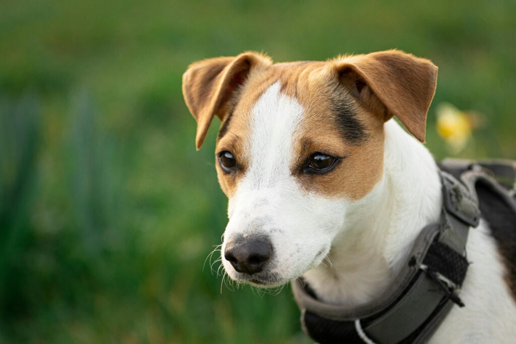 wedish farm dog in the grass