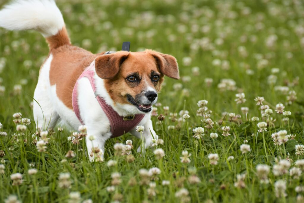 danish swedish farmdog in nature